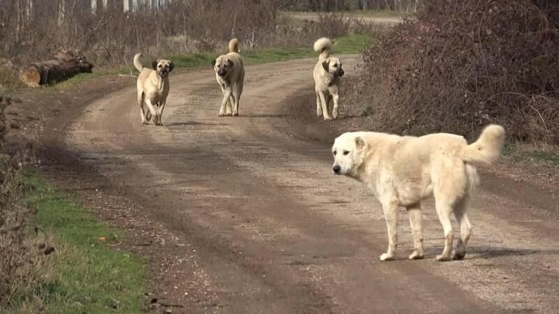 Belediyelere sahipsiz köpek başına 71 bin TL ceza kesilecek