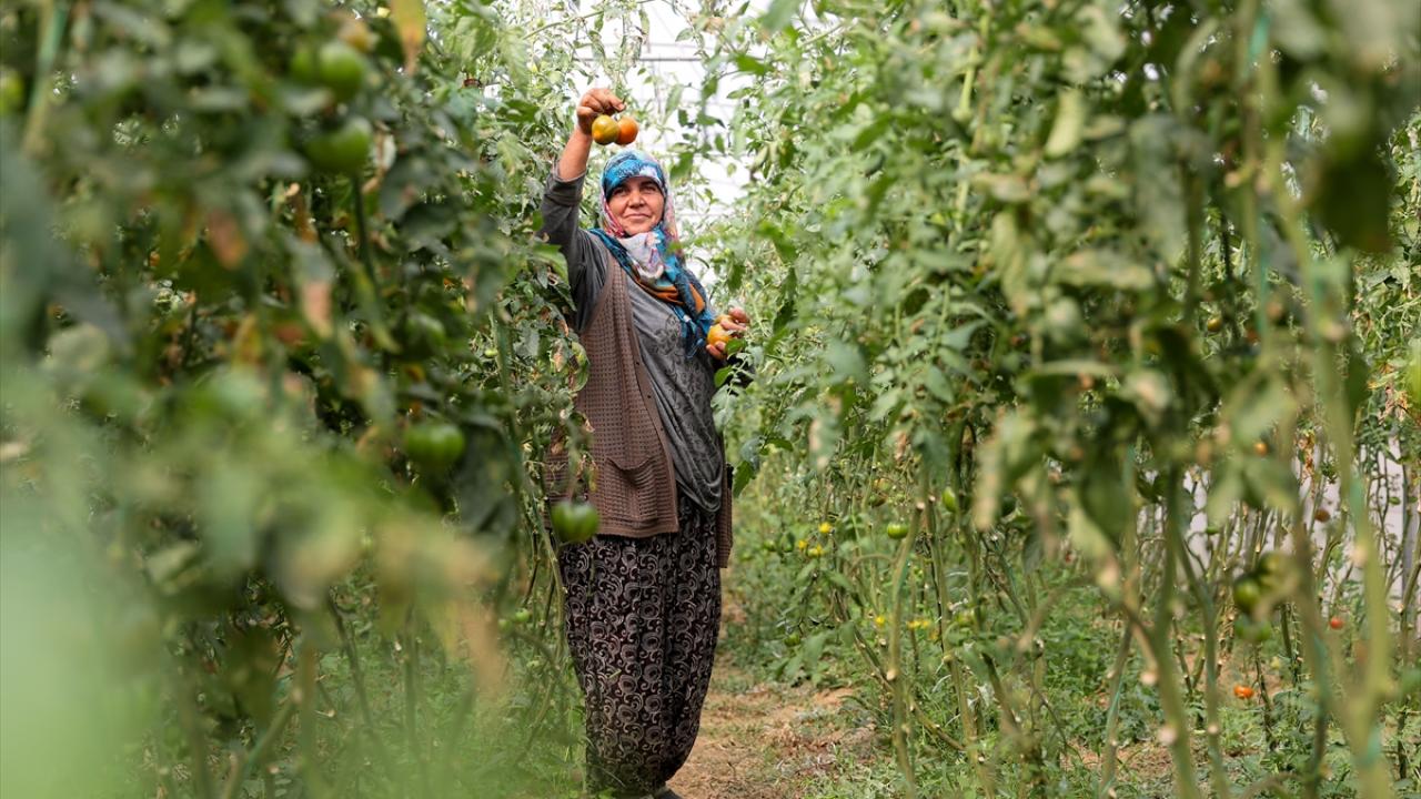 TÜİK: Tarım ürünleri üretici fiyat endeksi yüzde 35,54 arttı